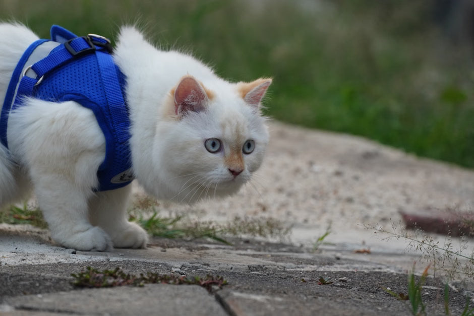 "Cat Accessories Showdown: Collars vs. Harnesses – Which is Best?"