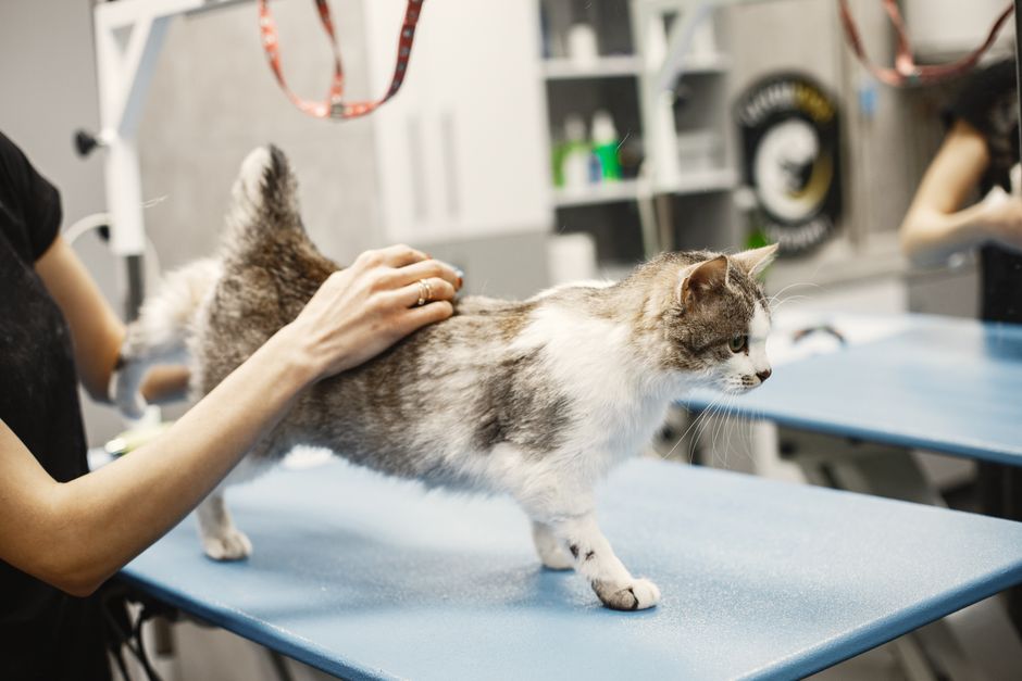 Cat Supplies Showdown: Which Brands Stand Out in 2023?