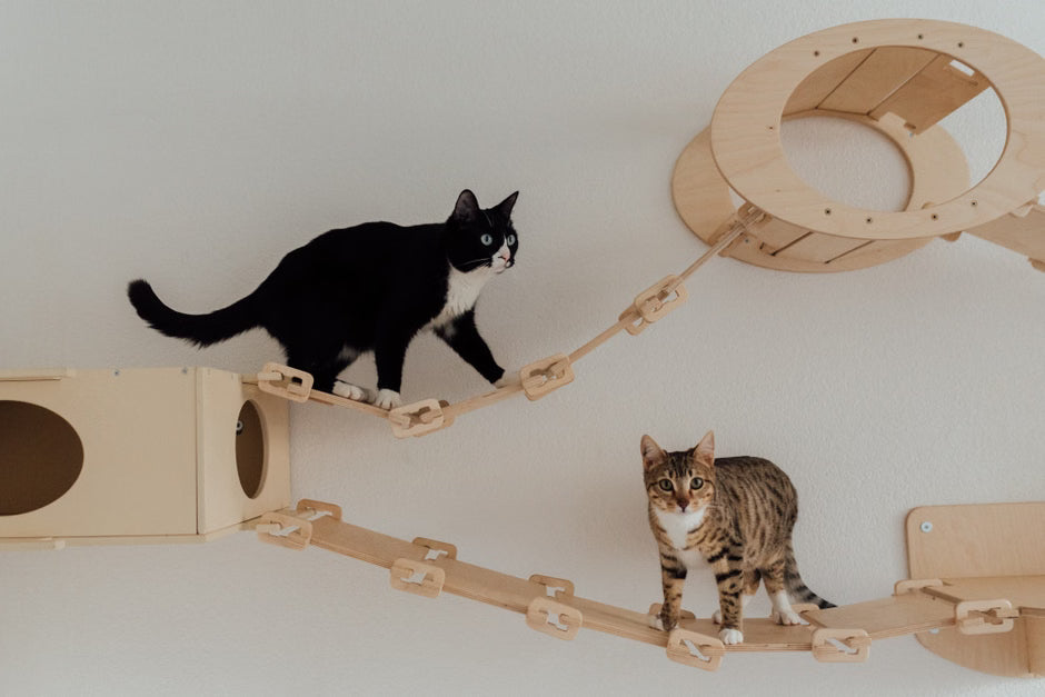 Cat Accessories Showdown: Which Are Worth the Investment?