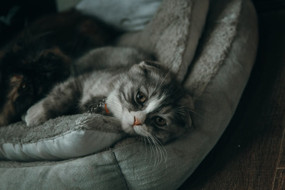 How to Choose the Perfect Cat Bed: A Comprehensive Guide
